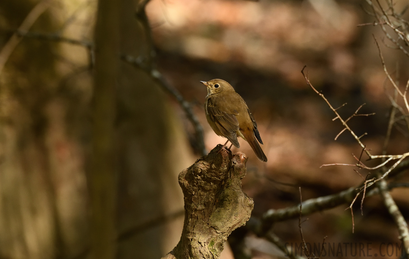 Catharus guttatus faxoni [400 mm, 1/400 sec at f / 7.1, ISO 2000]